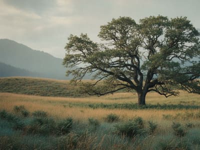 What Happens If You Die Without a Will in Washington?